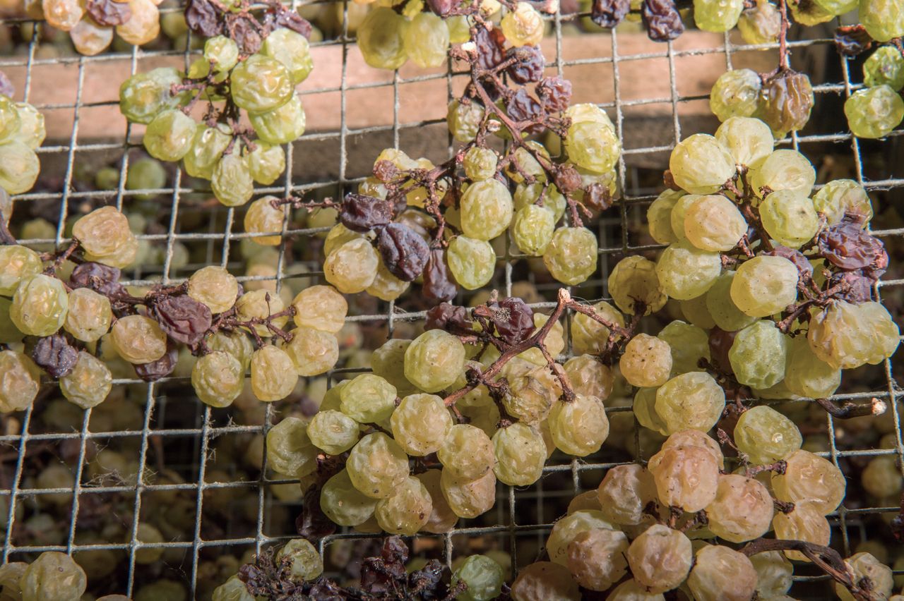 Vignoble Technique Vin de paille Mossu-0016